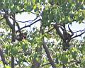 Img_7067a70d-chapan stredoamericky-spider monkey.jpg